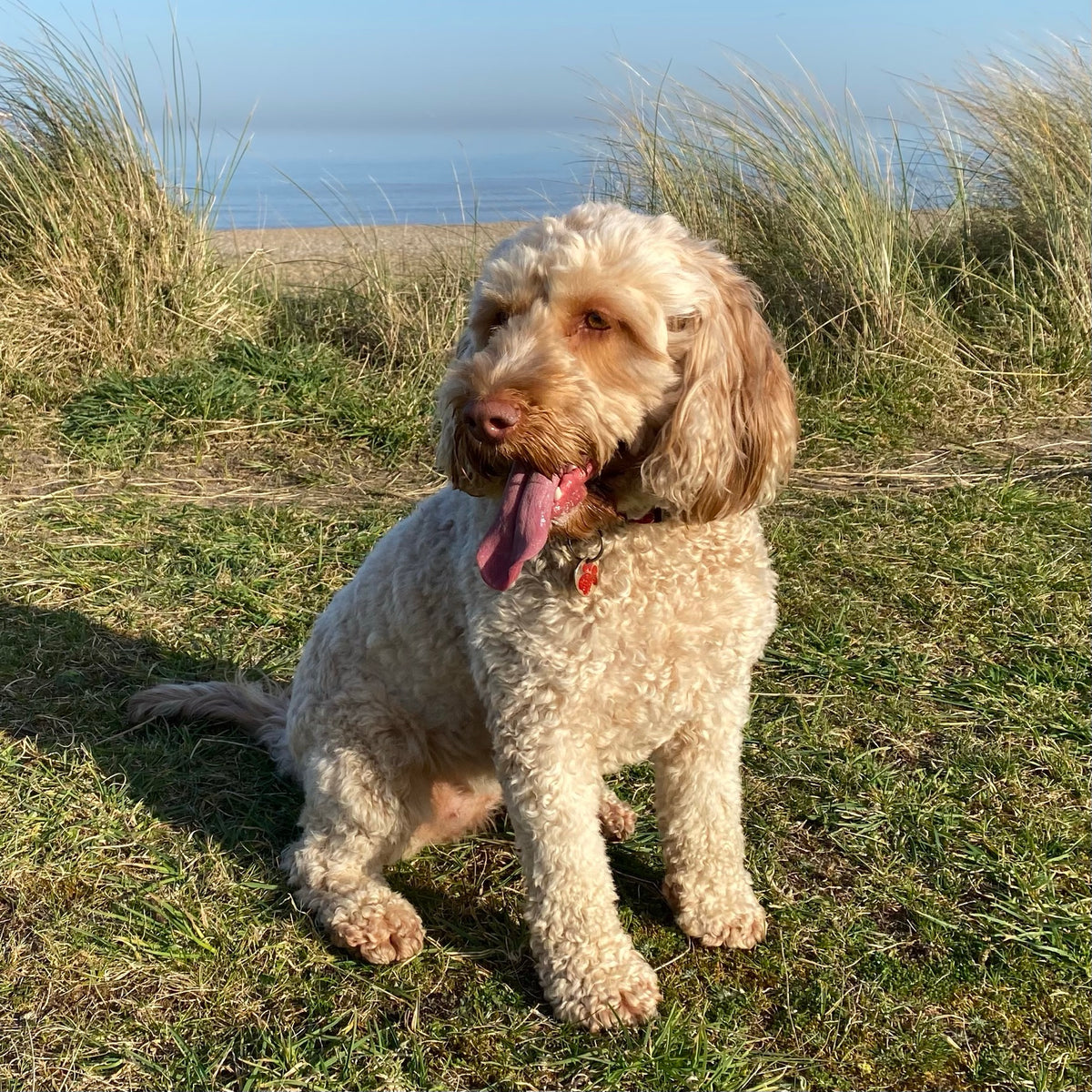 Win a Le Chameau Dog Bowl!